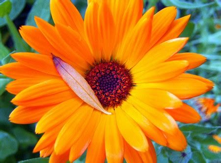 Benvenuto nella sezione fiori della categoria giardino e giardinaggio di amazon.it. Piante da giardino: la Margherita africana | PolliceGreen