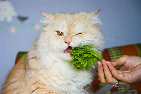 Is it important to clean the shrimp properly? What human foods can cats eat? | Cat Food Alternatives
