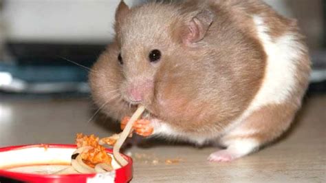 Funny Hamsters Stuffing Their Cheeks Cute Hamster Videos