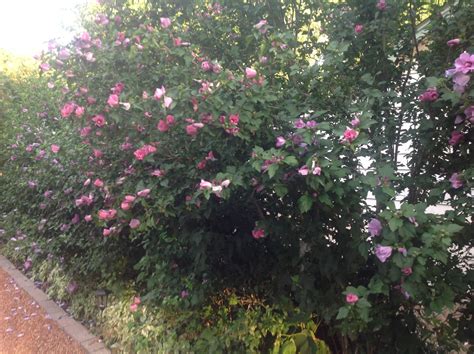 Rose of sharon is the common name of the hibiscus syriacus, also known as althea or hardy hibiscus. Rose of Sharon Trees | Rose of sharon tree, Perennial ...