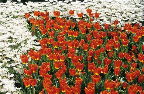 Red And White Flower Gardens Keukenhof Bulb Holland Photo Background