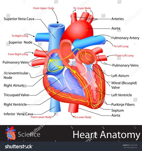 Heart Anatomy Illustration