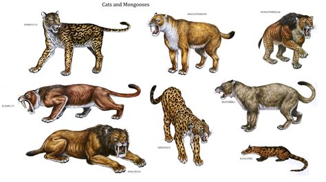 Felids And Mongeese Row 1 Nimravus Megantereon Homotherium Row 2