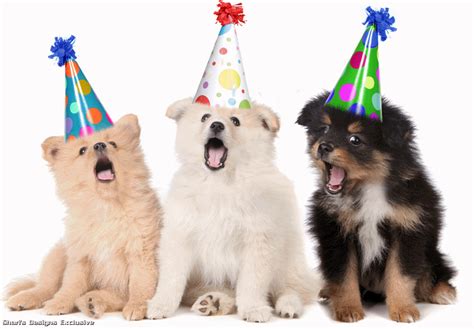 Dog Happy Birthday  — Steemit
