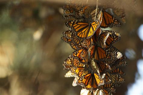 Help Protect Monarch Butterflies Political Landscapes Advocacy At