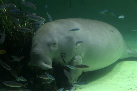 These languid animals make an easy target for coastal. Dugong (Dugong dugon) - ZooChat