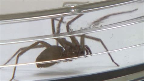 Missouri Home Treated After Brown Recluse Spiders Take Over Fox 5 San
