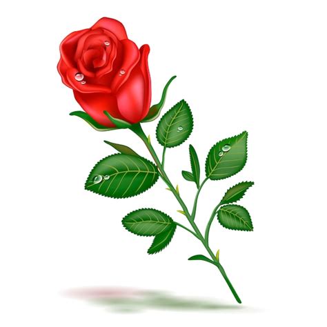 Single Beautiful Red Rose Realistic Isolated On White Background