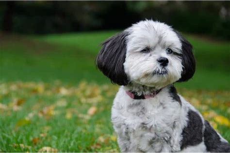 22 Cute Shih Poo Haircut Ideas All The Different Types And Styles
