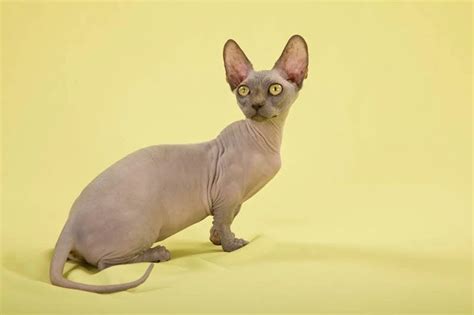 Bambino Hairless Cat The Essential Guide Pets4you