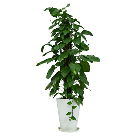 Large Indoor Green Plants Potted Plants Plant Clipart Potted Plants