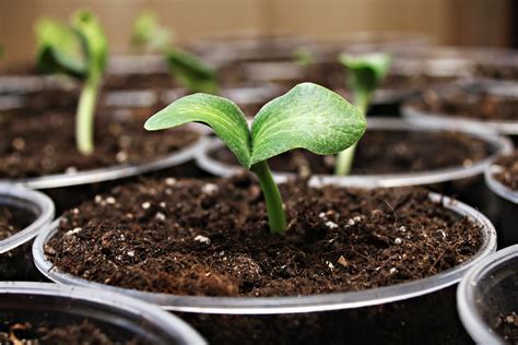 Summer squash varieties like zucchini and yellow squash can be harvested when they are young and tender or you can wait until they reach their full size, which is generally 6 to 8 inches long. 8 Garden Staples You Should Start Indoors Before Spring ...