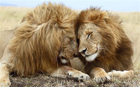 Cool Romantic Lion And Lioness Love Hd Wallpaper Images