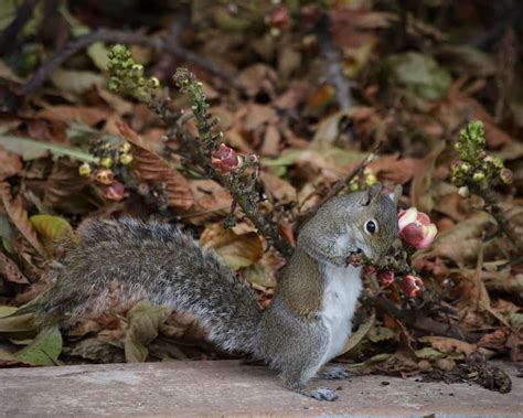 What Squirrels Love To Eat A Journey Through Their Dietary Habits