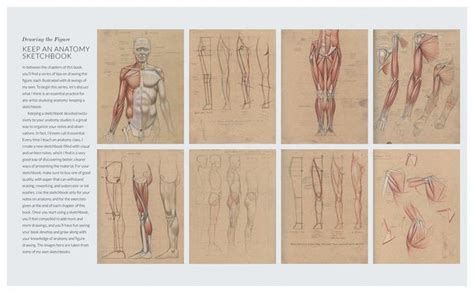 Basic Human Anatomy Von Roberto Osti Gebundene Ausgabe 978 1