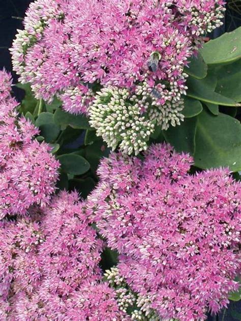 Get the new album 'hurts 2b human' ft. Sedum Pink Bomb -- Bluestone Perennials
