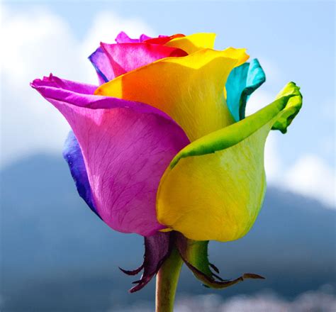 Pictures Of Real Rainbow Flowers What Is A Rainbow Rose And What Is