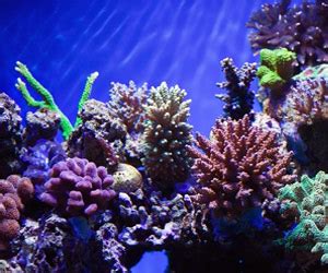 It's the world's largest and best known reef system and one of nature's richest read on for fun and interesting great barrier reef facts and answers to frequently asked questions about this spectacular natural wonder. Fun Facts about The Great Barrier Reef for kids