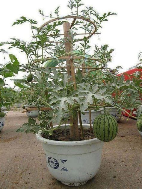 Growing Watermelon In Containers How To Grow Watermelon In A Pot