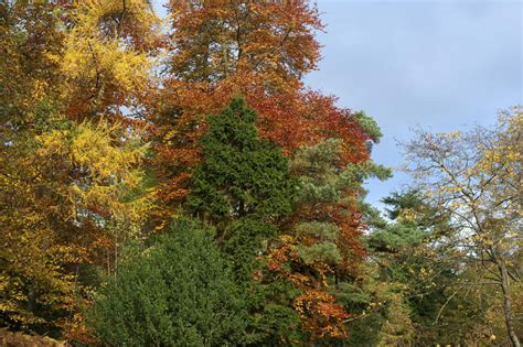 Free Stock Photo 5159 Colourful Autumn Trees Freeimageslive