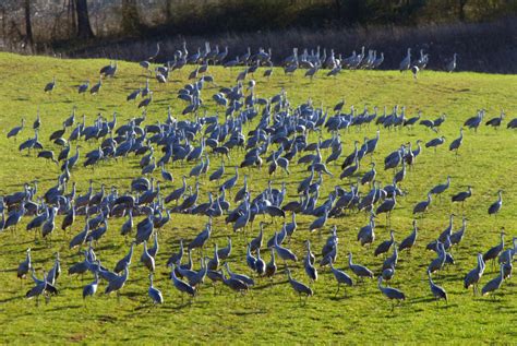 Sandhill Cranes A Winter Spectacle In Southeast Tennessee