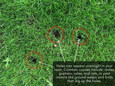 Top 20 What Causes Small Round Holes In Lawn