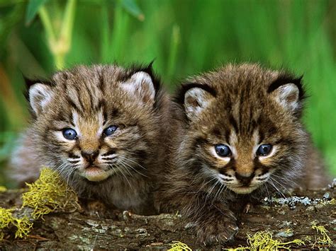 cougar cubs kitten blueeyes small sweet hd wallpaper peakpx