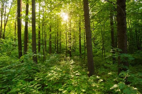 Green Woods Forest Bathing Image Green Wood