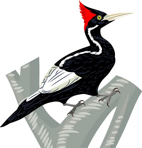 Ivory Billed Woodpecker Clipart Free Download Transparent Png Creazilla