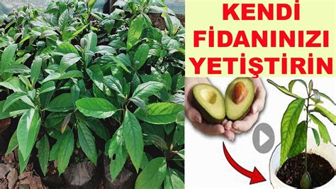 Avokado ÇekİrdeĞİ Ne Zaman Dİkİlİr Avokado ÇekİrdeĞİnden Kendİ