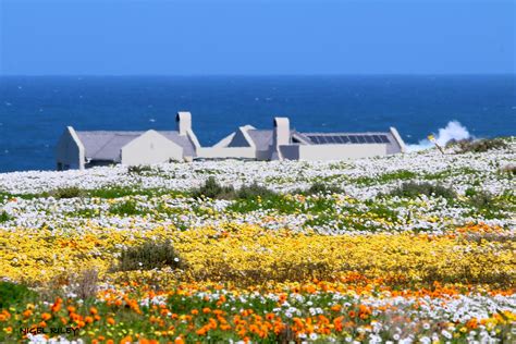 Because southern africa is such a large area, and each region's offerings change with the seasons, when you go may determine where you go. Wonderful Wild Flowers in the West Coast National Park ...