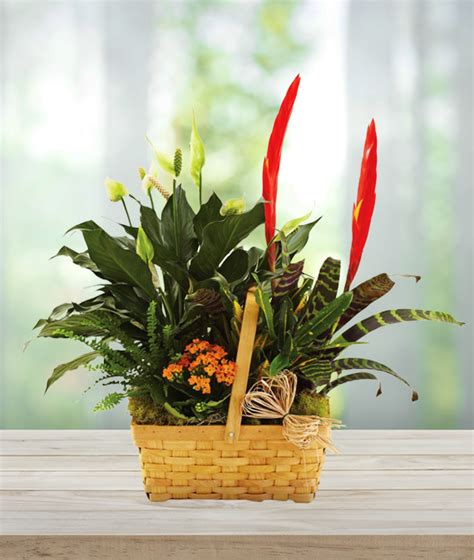Assorted Plants In A Basket Avas Flowers