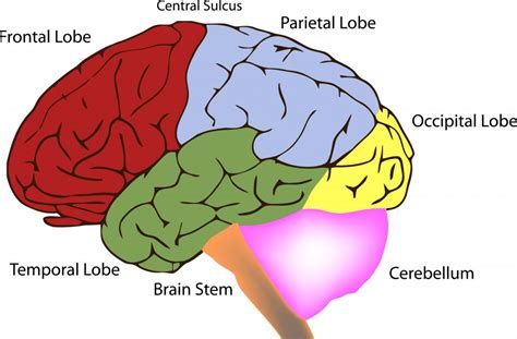 What Are Temporal Lobe Tumors With Pictures