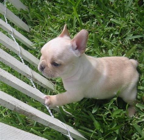 We offer the greatest selection of breeders in michigan. Reduced Stunning French Bulldog Pups for Sale in Detroit ...