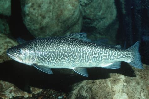 Trout and salmon of north america. Oncorhynchus tshawytscha