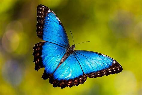 Diputados Declaran A La Mariposa Morpho Como Nuevo Símbolo Nacional