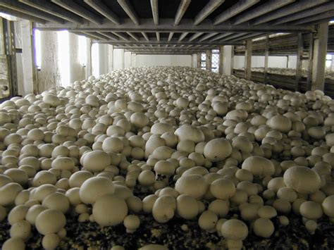 Bio Resource Mushroom Cultivation