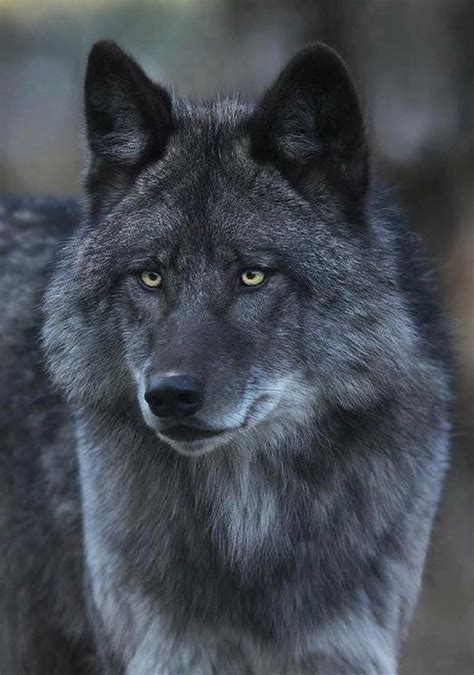 Pin By Magdapasek On Zwierzęta Wolf Dog Black Wolf Wolf Love