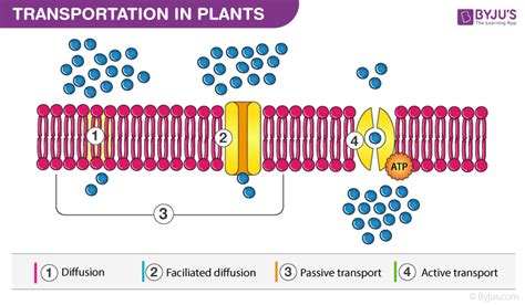Transportation In Plants