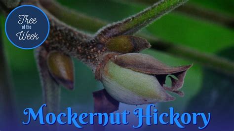 Tree Of The Week Mockernut Hickory Youtube