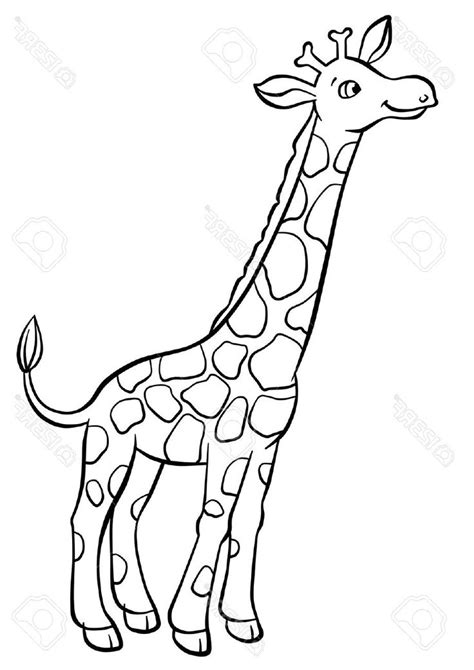 Giraffe Drawing Pictures Cute Giraffe Drawing Very Easy