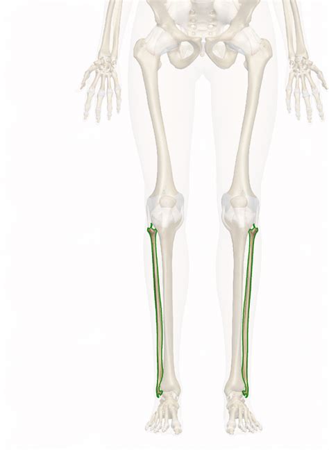 Patellofemoral joint programme online course: Fibula Anatomy and Function