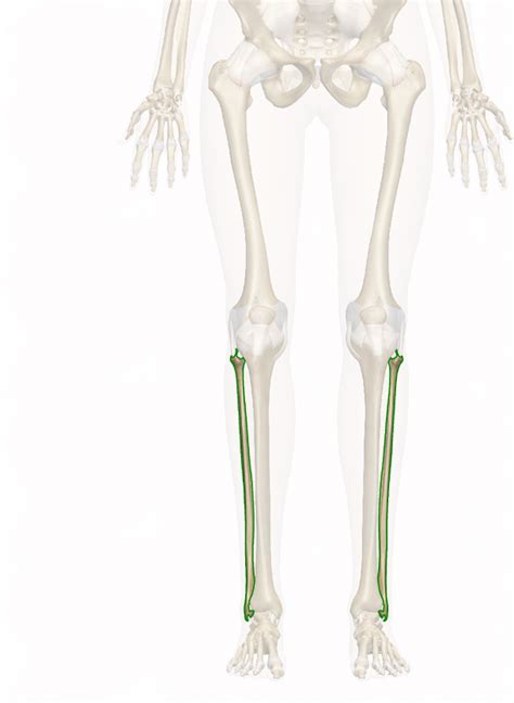 Tell your healthcare provider about all the medicines you take, including. Fibula Anatomy and Function