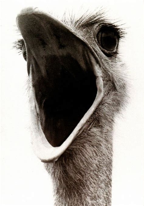 Ostrich Mouth Wide Open Blank Inside Hallmark Greeting Card Cards Set
