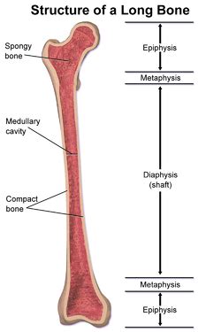 Structure of a long bone. Epiphysis - Wikipedia