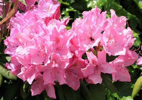 Providing Interest All Year Long Rhododendron Olga Mezitt Is A Small