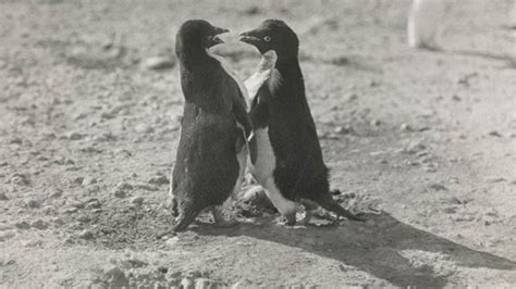 Penguins Explicit Sex Acts Shocked Polar Explorer Fox News