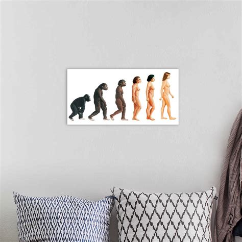 Stages In Female Human Evolution Wall Art Canvas Prints Framed Prints