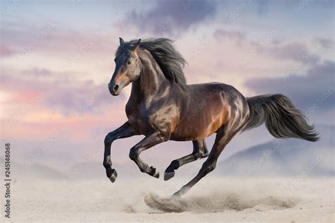 Bay Horse Run Gallop In Desert Sand Wall Mural Wallpaper