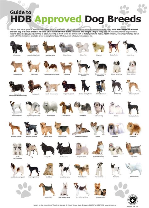 Toy dog breeds | Dog breeds list, Small dog breeds chart, Dog breeds